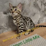Бенгальские котята 3