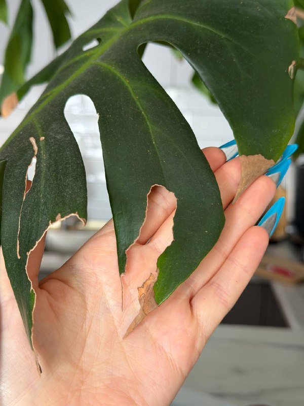 Монстера, компьютерный стул, стол, монитор 6