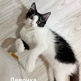 Котята 2