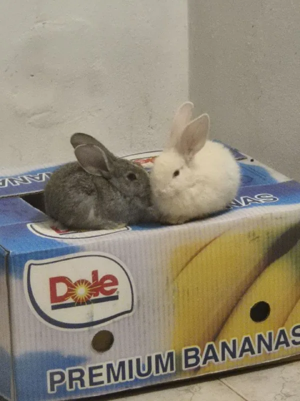 Два кролика