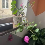 Большие комнатные растения, спатифиллум, папоротник 3