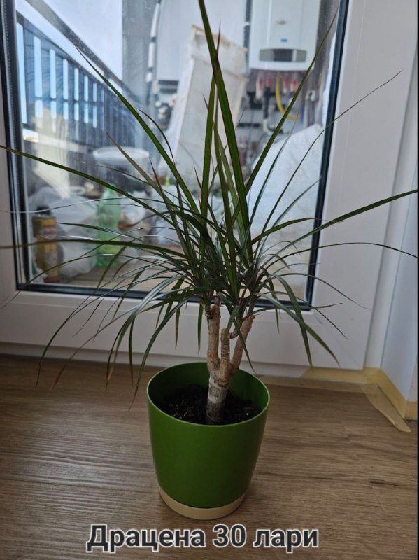 Фикус эластика, Драцена большая и маленькая, Денежное дерево Толстянка 4