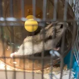 Джунгарские хомяки 3