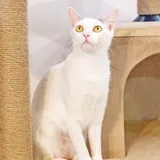 Ласковая стерилизованная кошка Тильда 6