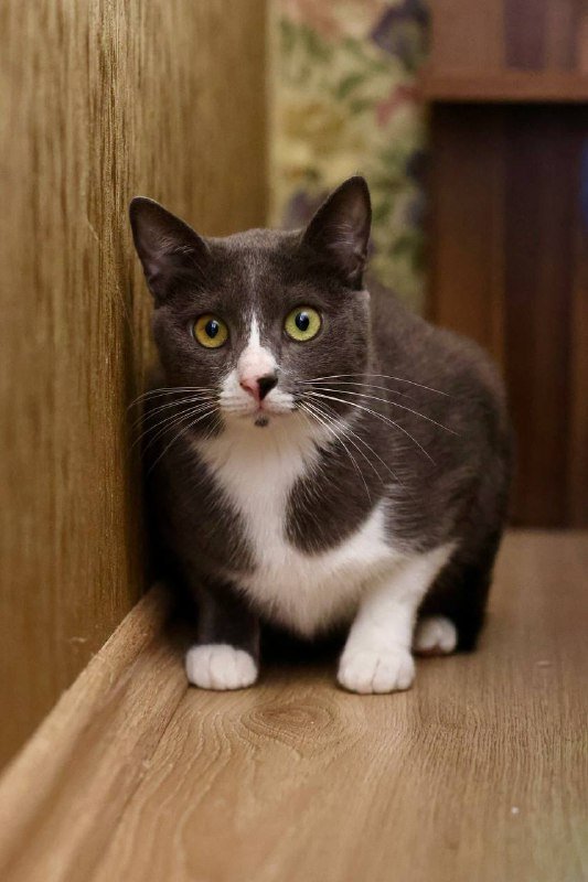 Кот Директор для дома и любви 4