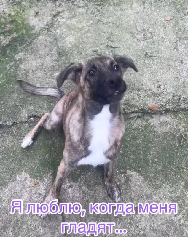 Собака мальчик Диллан для семьи 4