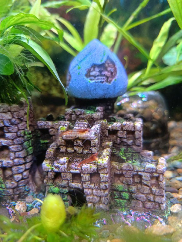 Аквариумные креветки черри 2