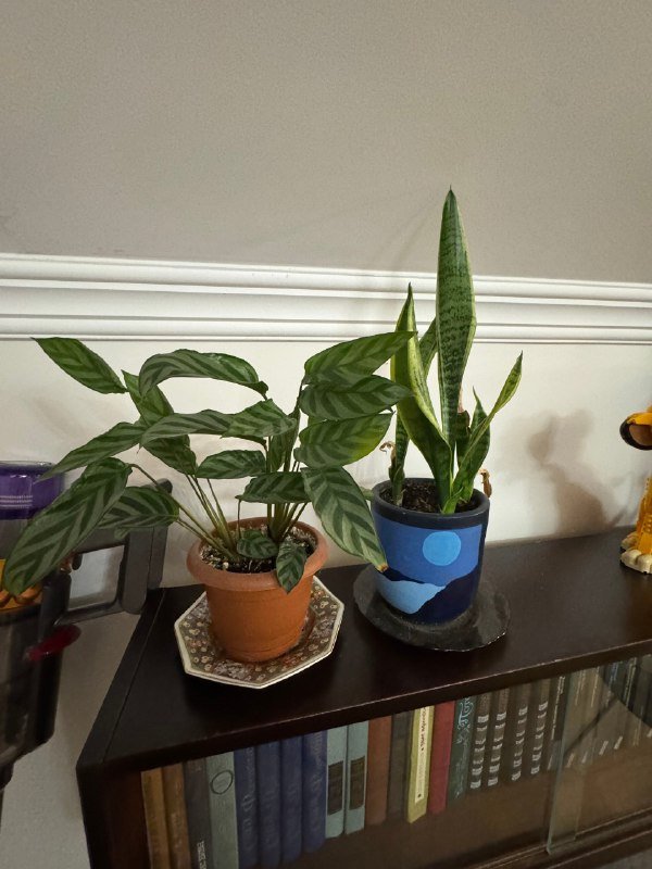 растения в горшках 4