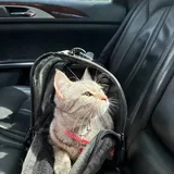 Кошечка Моречка 2