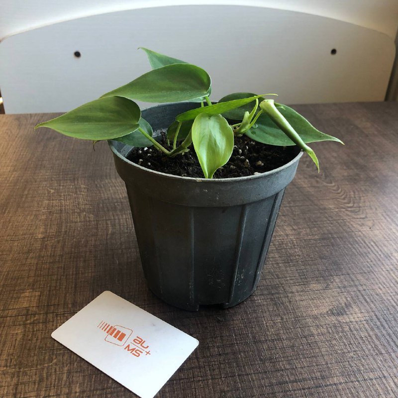 Хлорофитум, Сциндапсус, Каланхое, Каллизия, Ледебурия цветы в горшках 8