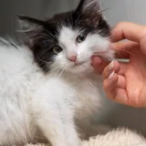 Котенок 1