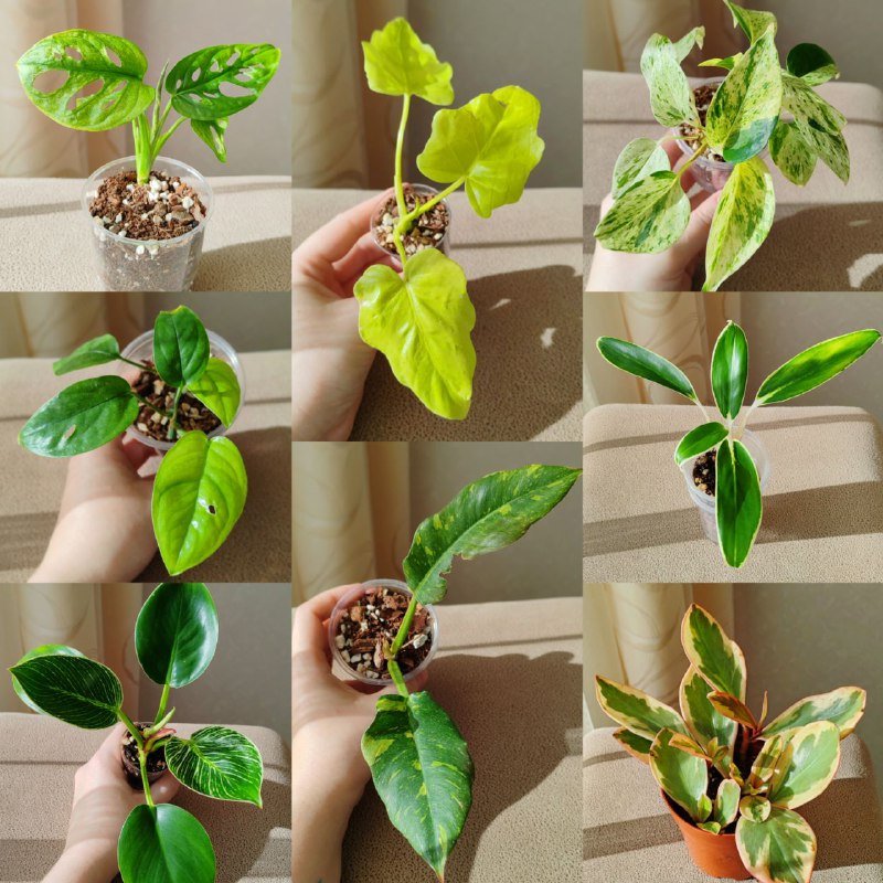 Комнатные растения 1