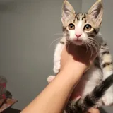 Котёнок Анфиска 3