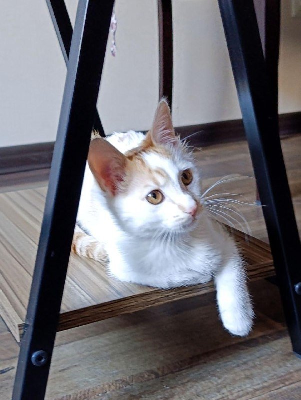 Котенок белый с рыжими пятнышками, 2 месяца 3