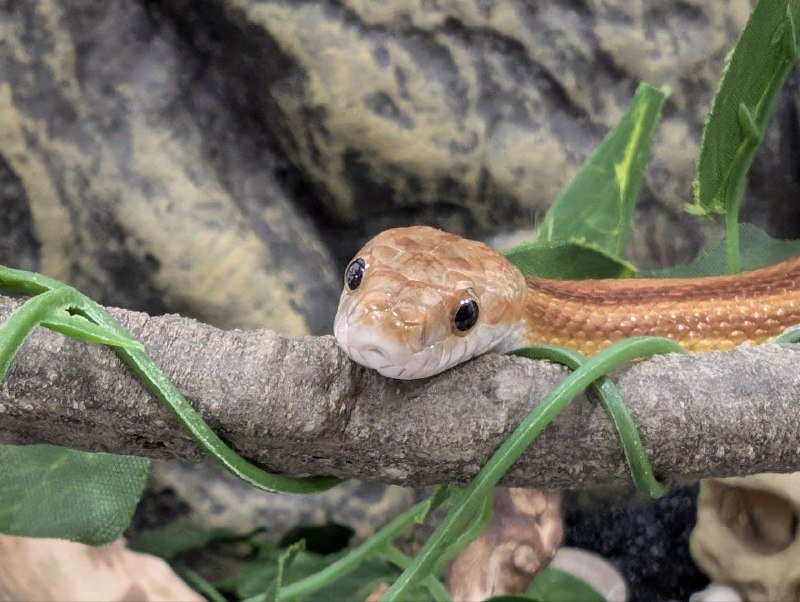 Маисовый полоз со террариумом и принадлежностями