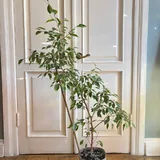 Фикусы 3
