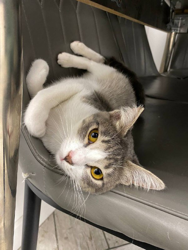 Кошка ласковая и умная, примерно 9 месяцев