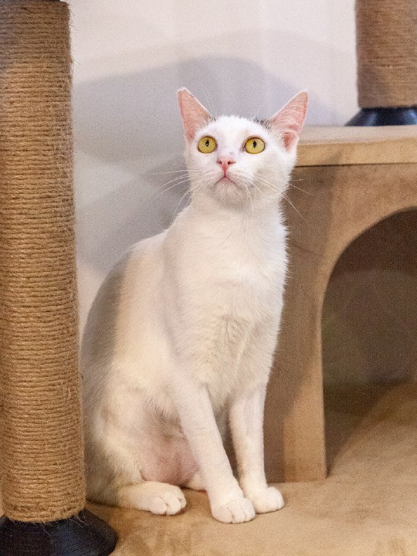 Кошки Валиди и Тильда ищут дом