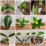 Комнатные растения 7