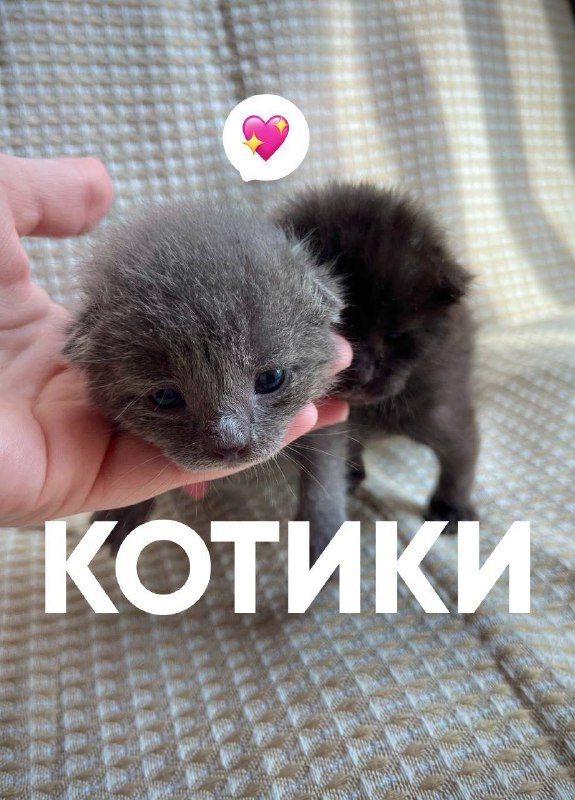 Котята ищут дом 2 черных мальчика, 1 серая девочка