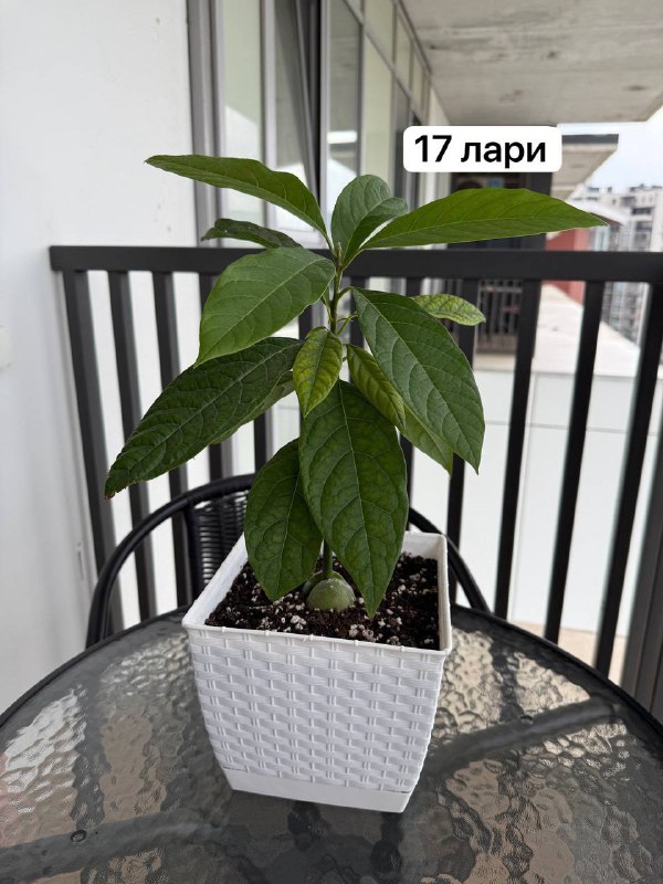 Авокадо, тутовые деревья, чистец, хвойные деревья в горшках