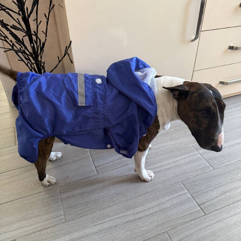 Дождевик на маленькую собаку 2