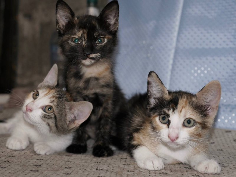 Котята девочки для дома