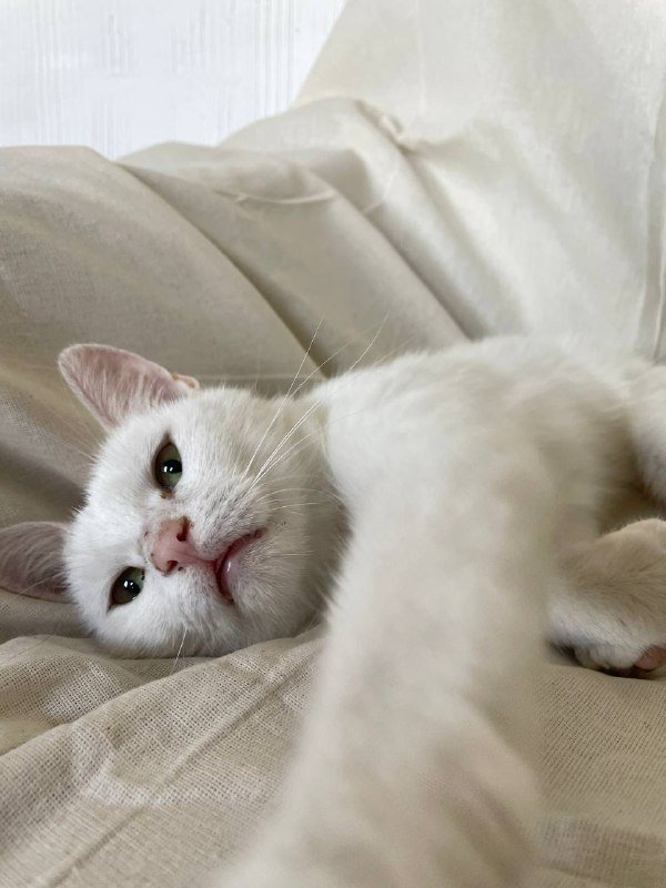 Белая кошка 1,5 года стерилизованная
