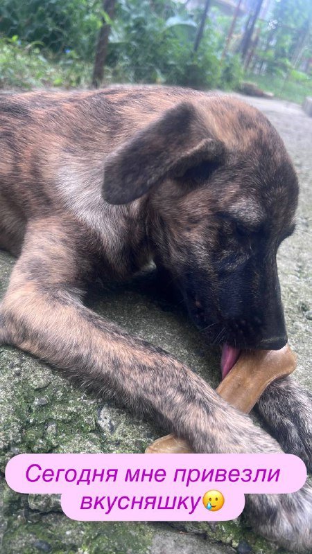 Собака мальчик Диллан для семьи 3