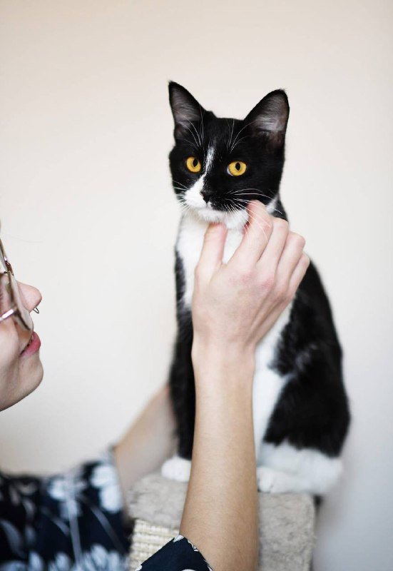 Котенок Малифисента 7 мес стерилизована вакцинирована 5