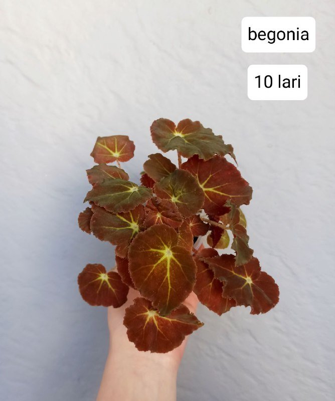 Хои и бегонии в горшках 7