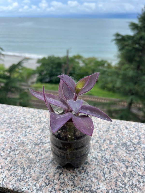 Растение Традесканция