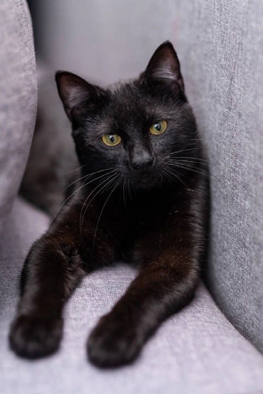 Котик Пьер ищет дом