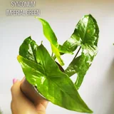 Комнатные растения, цветы 9