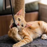 Рыжий котёнок Батон 2