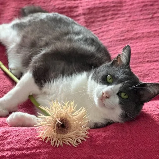 Кот Бэмби