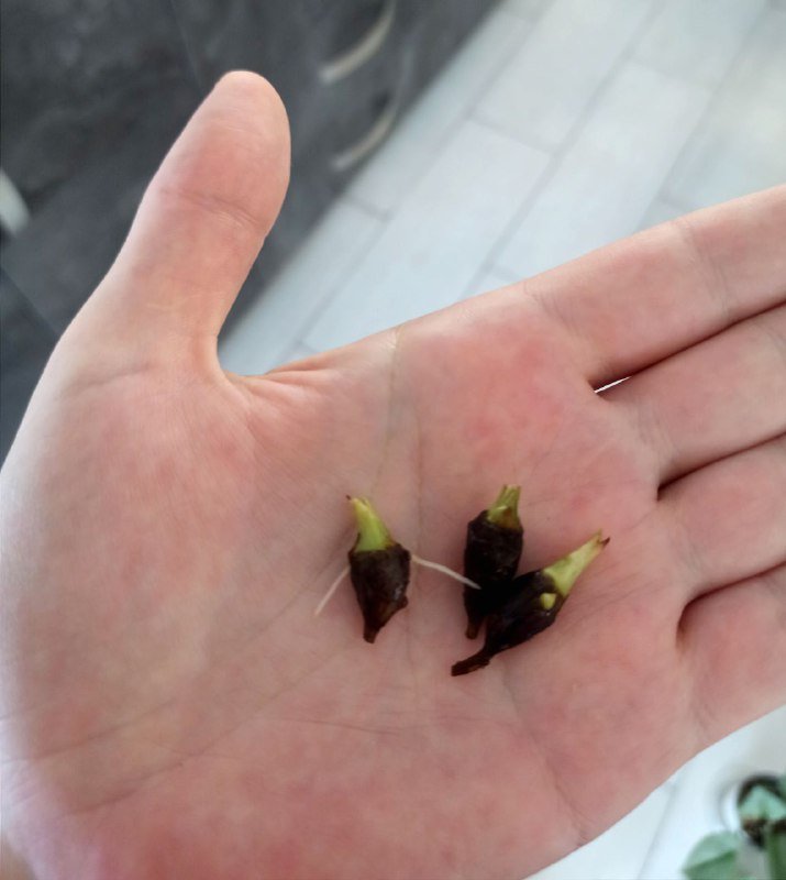 Клубни алоказий Лонгилоба, Нобилис, Жаклин 5