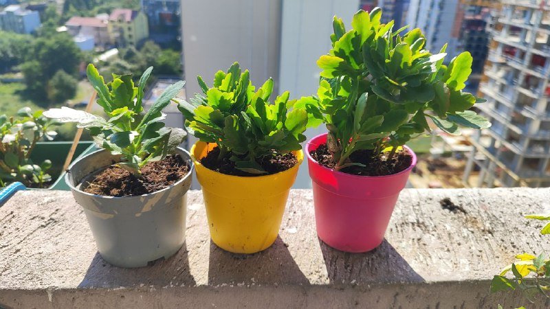 Крупные отростки каланхоэ с корнями в горшочке