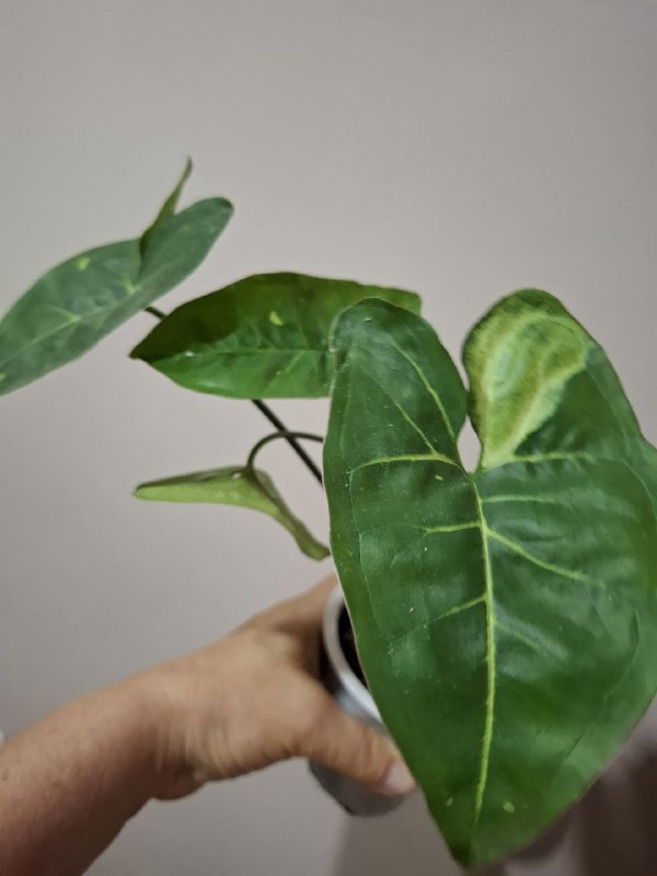 Фикус крупнолистный, переромия, оттона, шеффлера, традесканция, сингониумы 8