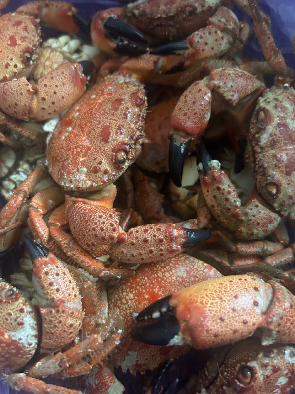 Крабы около 1,5 кг 2