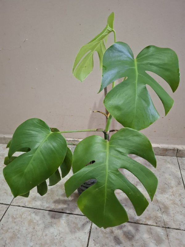 Монстера, геффлера, фикус, строманты, оттона, портулак цветущий 3