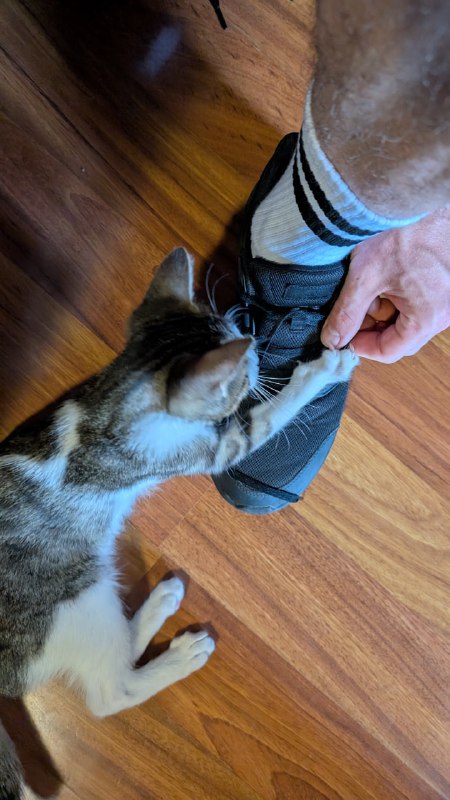 Котёнок Кит, 4,5 месяца, ищет дом 2