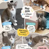 Котята в добрые руки 6