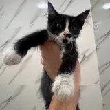 Котёнок мальчик 3–4 месяца 2