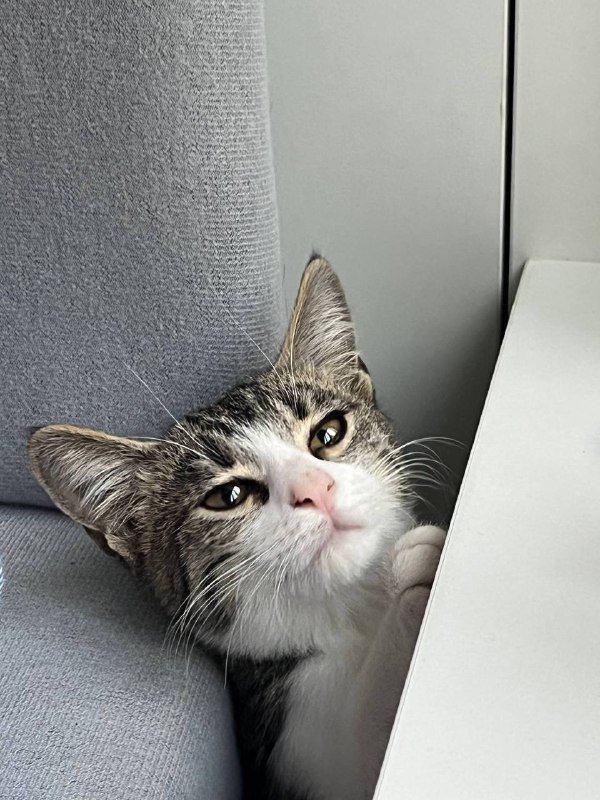 Кошка Тами ищет дом, 3 месяца 3