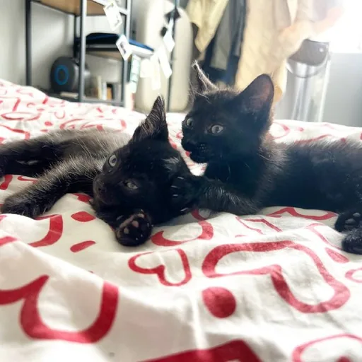 Котята ищут дом