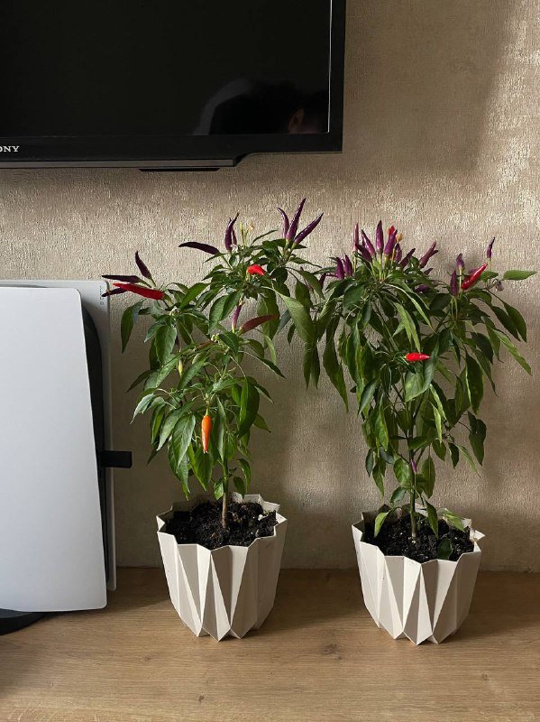 Перец Чили в горшках