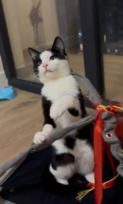 Котенок Панда 5 месяцев мальчик Бесплатно 5