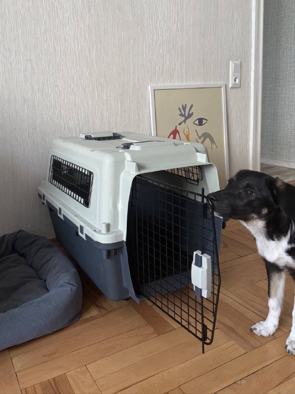 переноска для животных