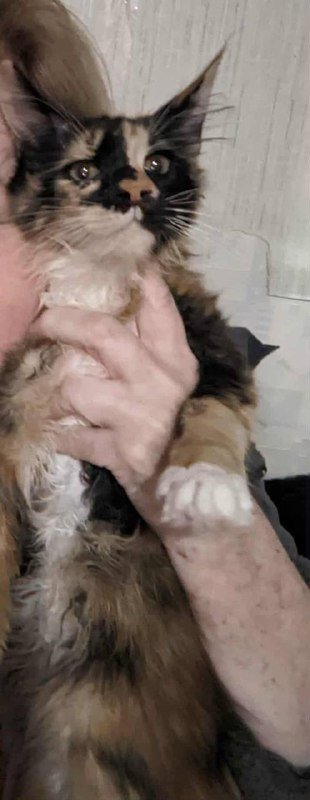 Котята мейнкуны 3 месяца привитые воспитанные 2